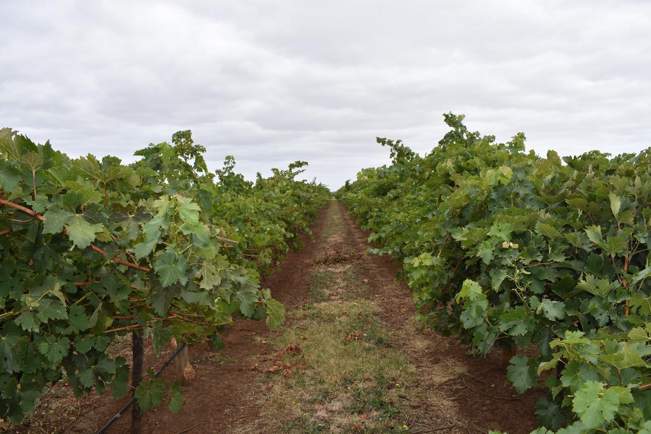 Ferienwohnung A Coonawarra Experience Penola Exterior foto